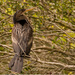 Anhinga, Just Haning Out! by rickster549