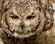 6th Mar 2019 - Spotted Eagle Owl