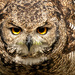 Spotted Eagle Owl by ludwigsdiana