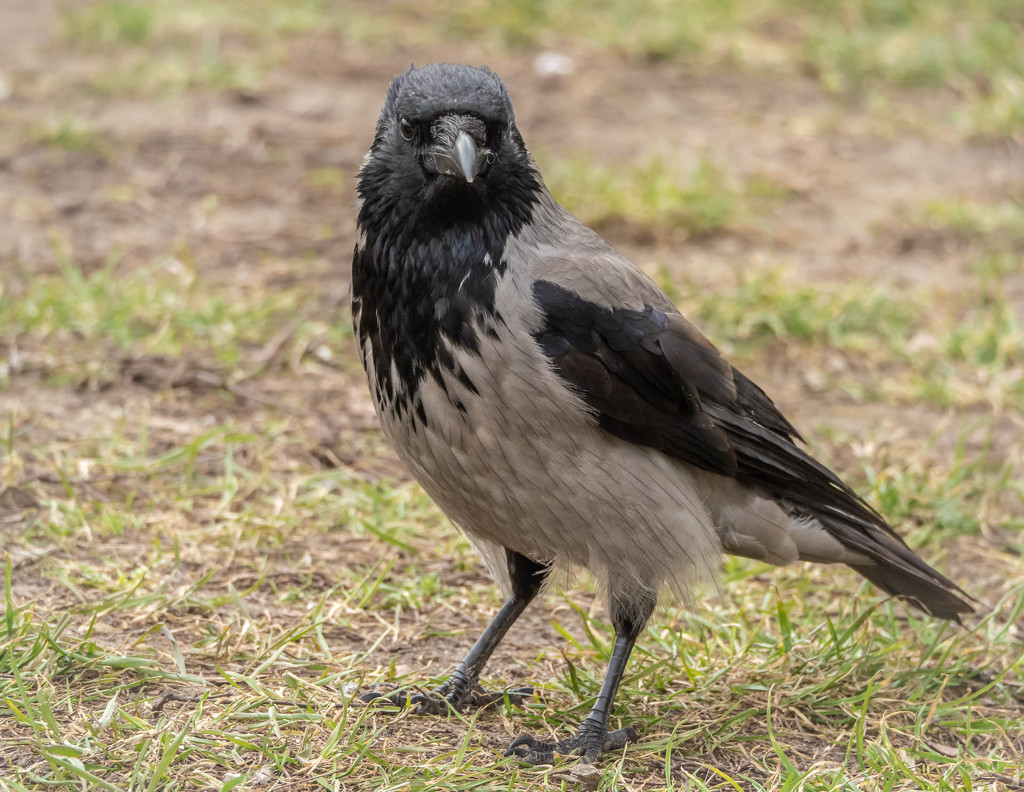 Hooded crow by haskar