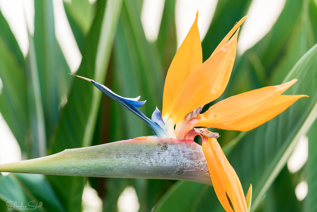 Strelitzia by bella_ss