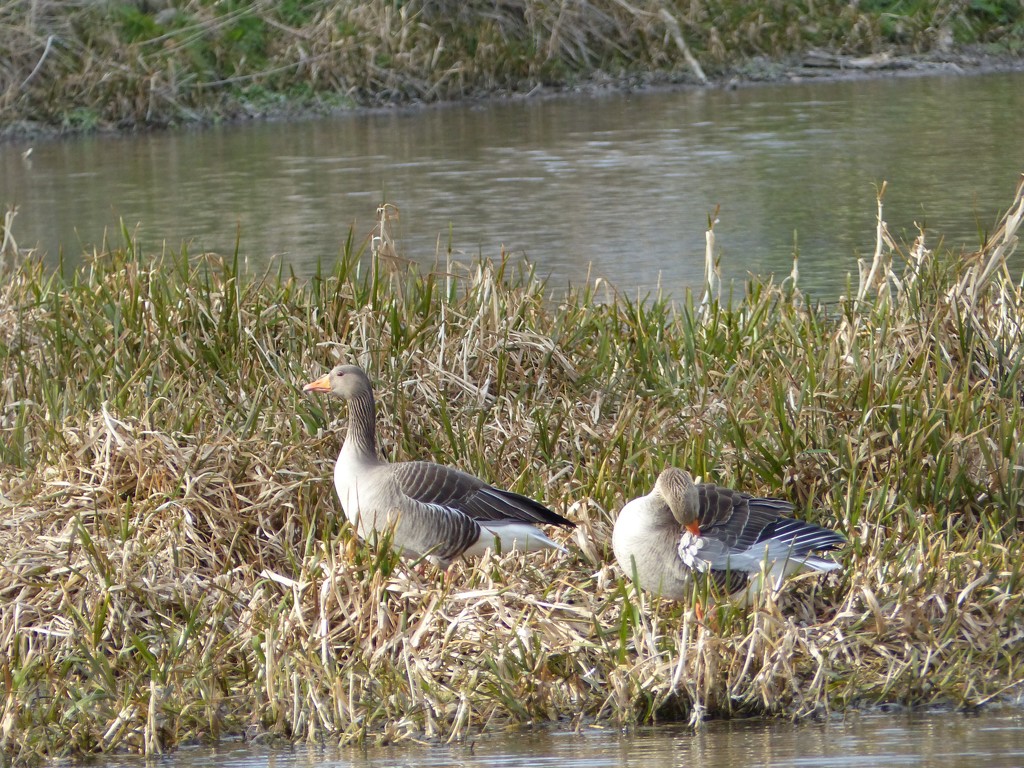 Greylag Geese by foxes37