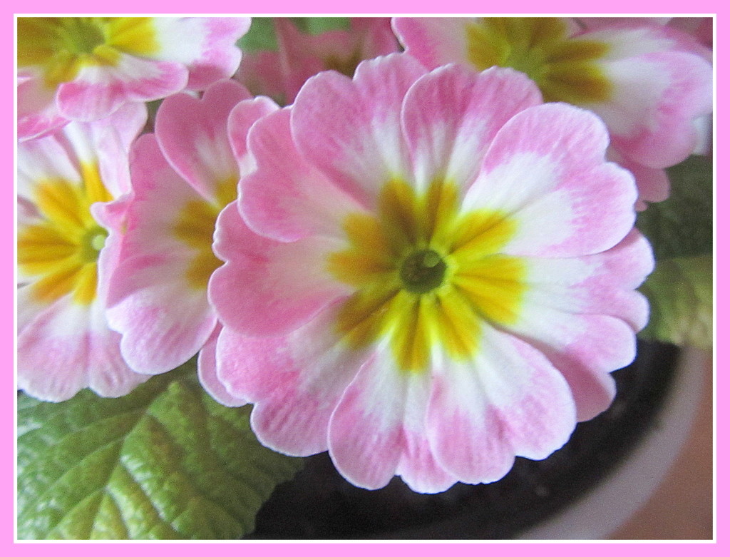 Close up of a polyanthus flower. by grace55