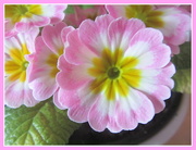 6th Mar 2019 - Close up of a polyanthus flower.