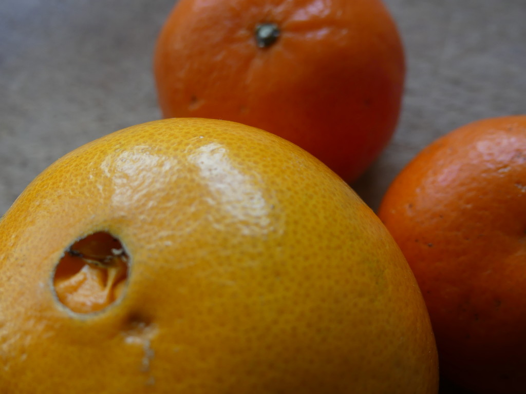 oranges / orange by ideetje