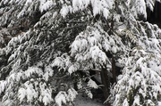 6th Mar 2019 - Snow on a pine tree