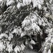 Snow on a pine tree by mittens