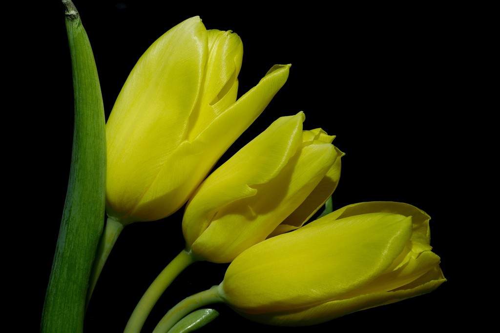 Tulips by bizziebeeme