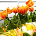 The Orange Tulips  by yogiw