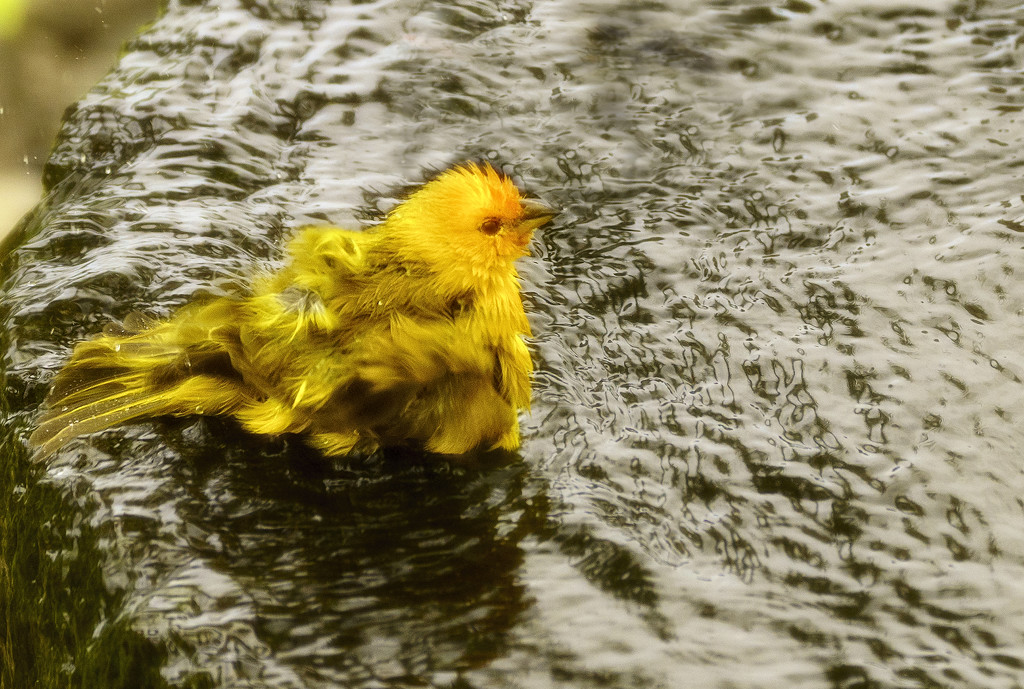 Saffron Finch Taking a Bath  by jgpittenger