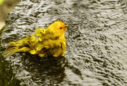 6th Mar 2019 - Saffron Finch Taking a Bath 