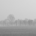Foggy Morning by shepherdmanswife