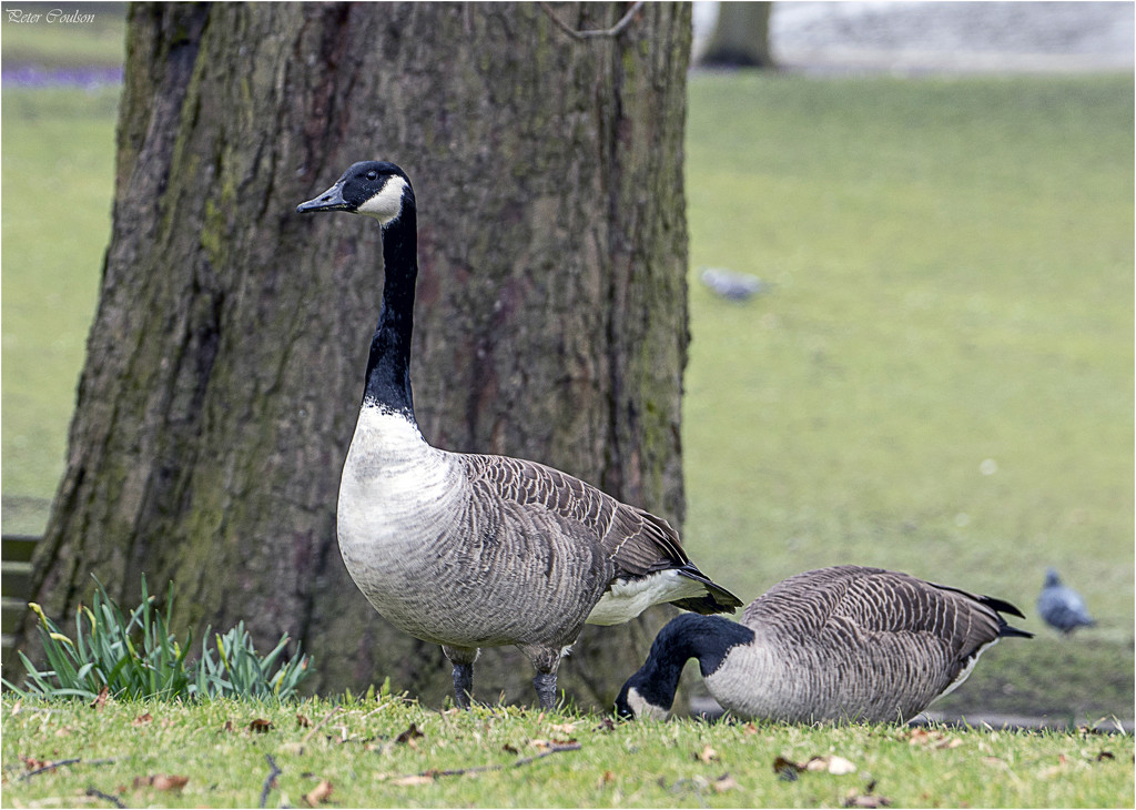 Canada Geese by pcoulson