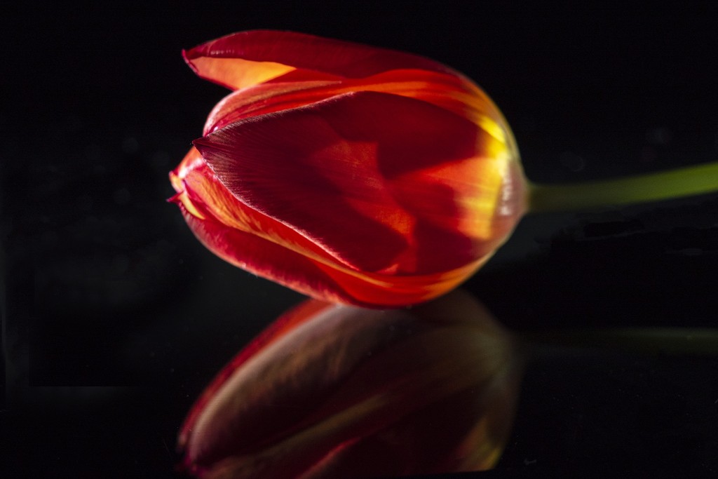 Tulip Light by bizziebeeme