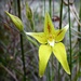 Rainbow Month Day 6 - Cowslip Orchid by judithdeacon