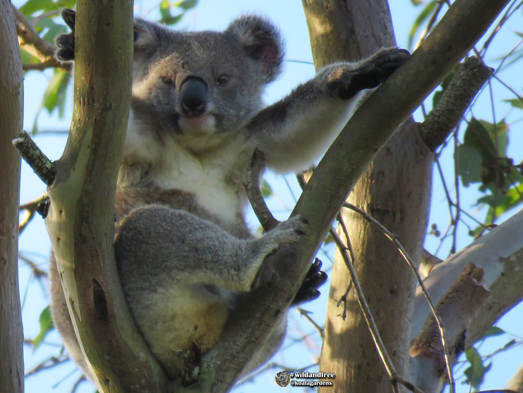 another koala on a stick by koalagardens