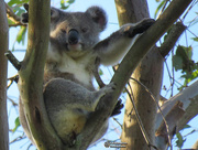 7th Mar 2019 - another koala on a stick