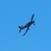 This aircraft was buzzing around our area  by Dawn