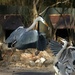 Herons at London Zoo by bizziebeeme