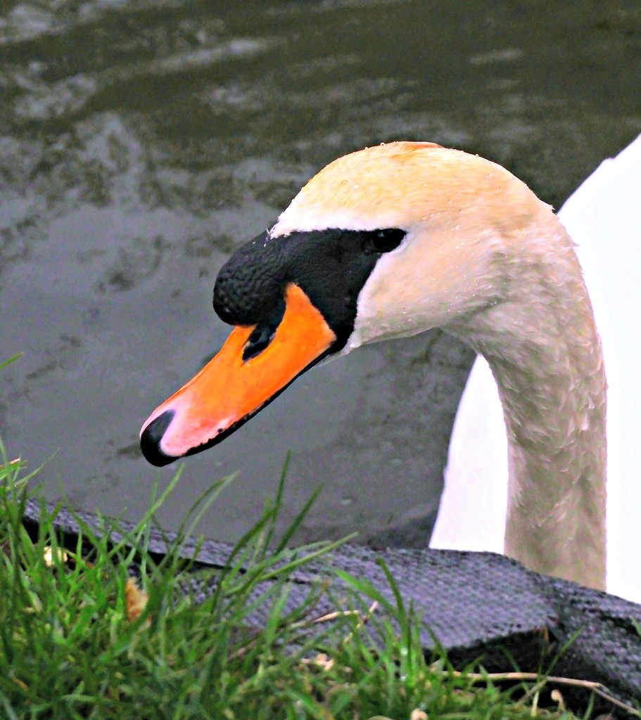 Swan by 4rky
