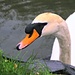 Swan by 4rky