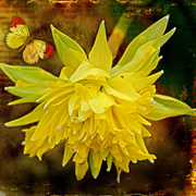 6th Mar 2019 - Yellow Daffodil
