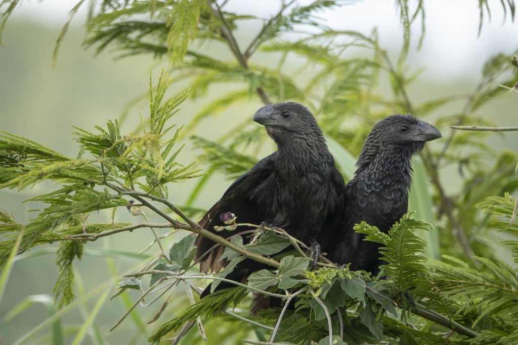 Brazilian Blackbirds by jyokota