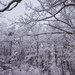 Winter's Last gasp......? by dianen