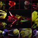 Beautiful Tulips by bizziebeeme