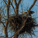 eagle nest by samae