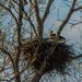eagles nest extra by samae