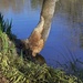 LHG_5768 beaver Damage by rontu