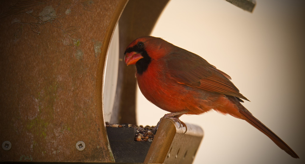 Mr Cardinal Having a Mid-morning Snack! by rickster549