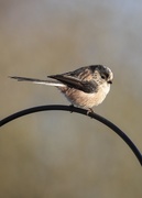 7th Mar 2019 - longtailed tit