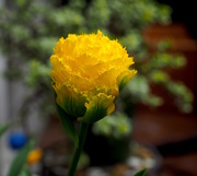 6th Mar 2019 - Yellow Tulip