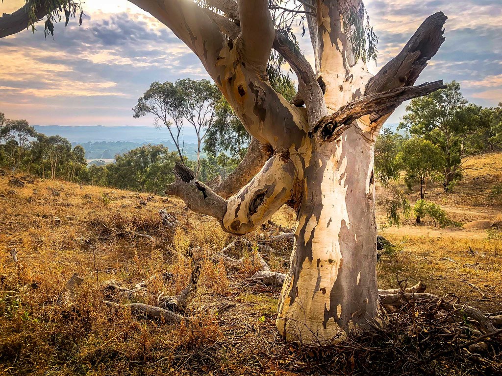 Gum tree on a smoky early morning by pusspup