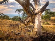 7th Mar 2019 - Gum tree on a smoky early morning