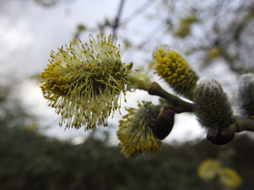 Fluffy Pussy Willow by oldjosh