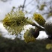Fluffy Pussy Willow by oldjosh