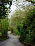 7th Mar 2019 - Down the lane - the sign of spring   