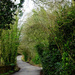 Down the lane - the sign of spring    by beryl