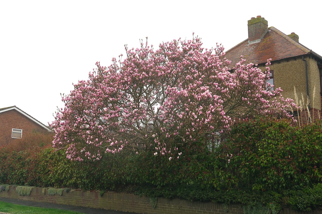 Magnolia In The Rain by davemockford