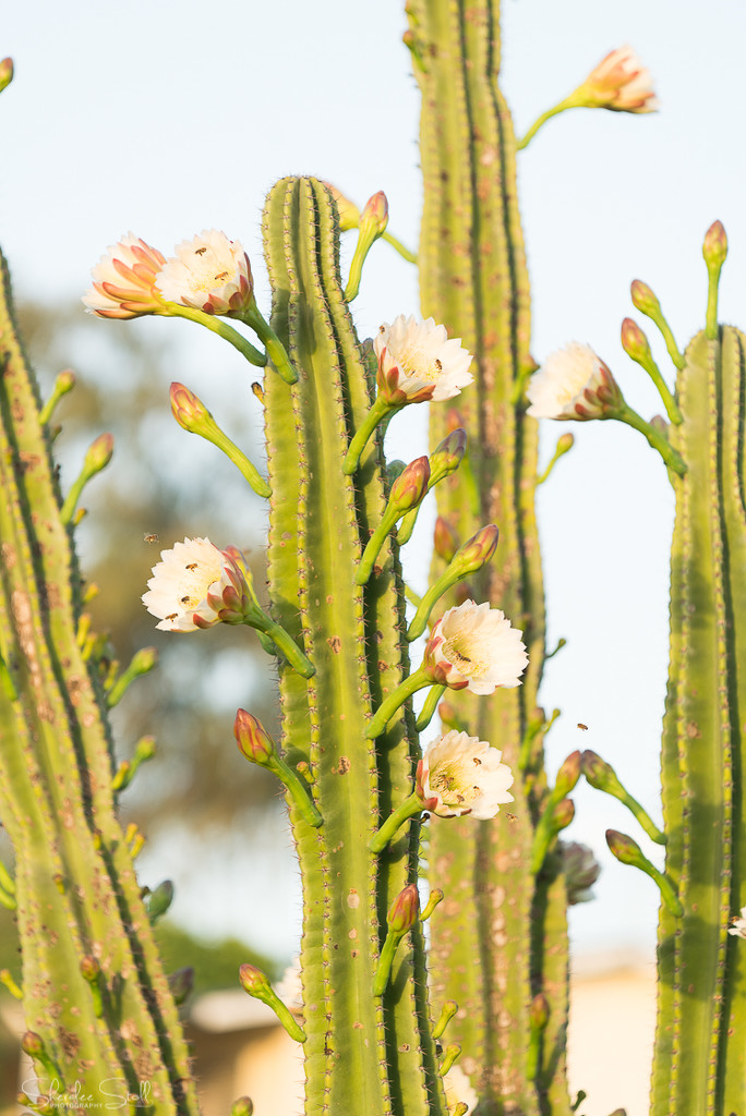 Cactus in Flower by bella_ss