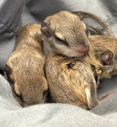 1st Mar 2019 - Day 60: Flying Squirrel Pups