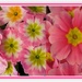 Pink polyanthus. by grace55