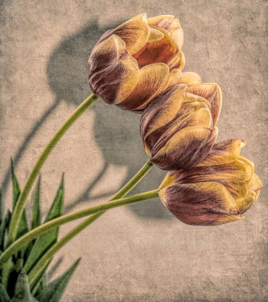 More Tulips by 365karly1