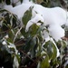 Green pieris bush with snow by mittens