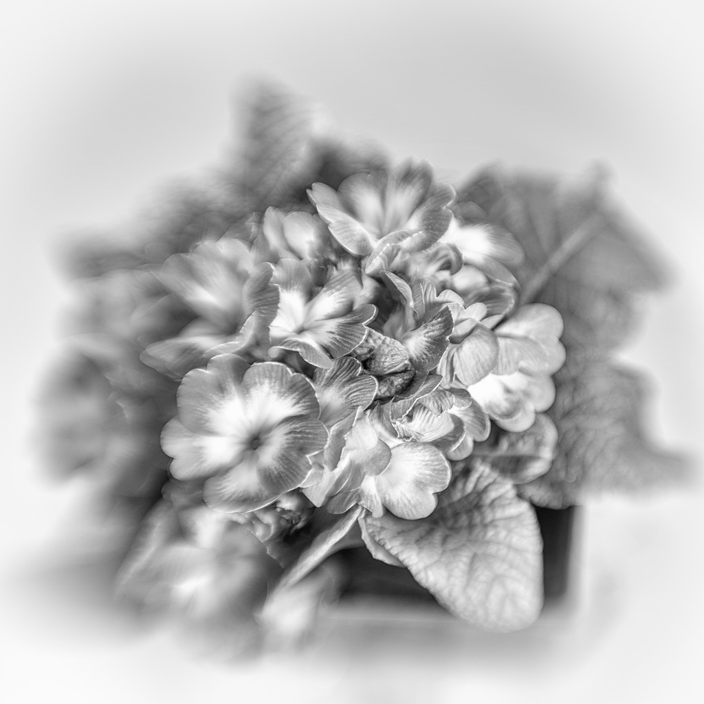 primrose plant in b&w by jernst1779