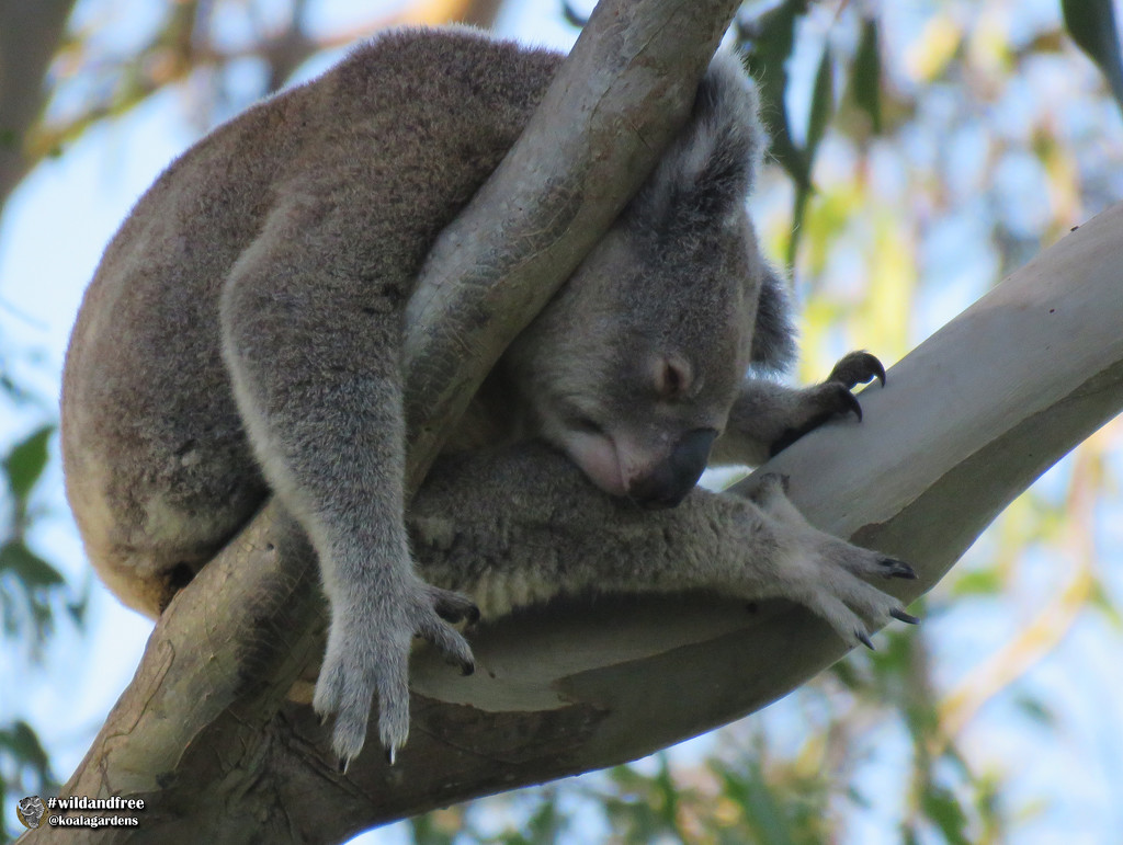 hands for feet by koalagardens