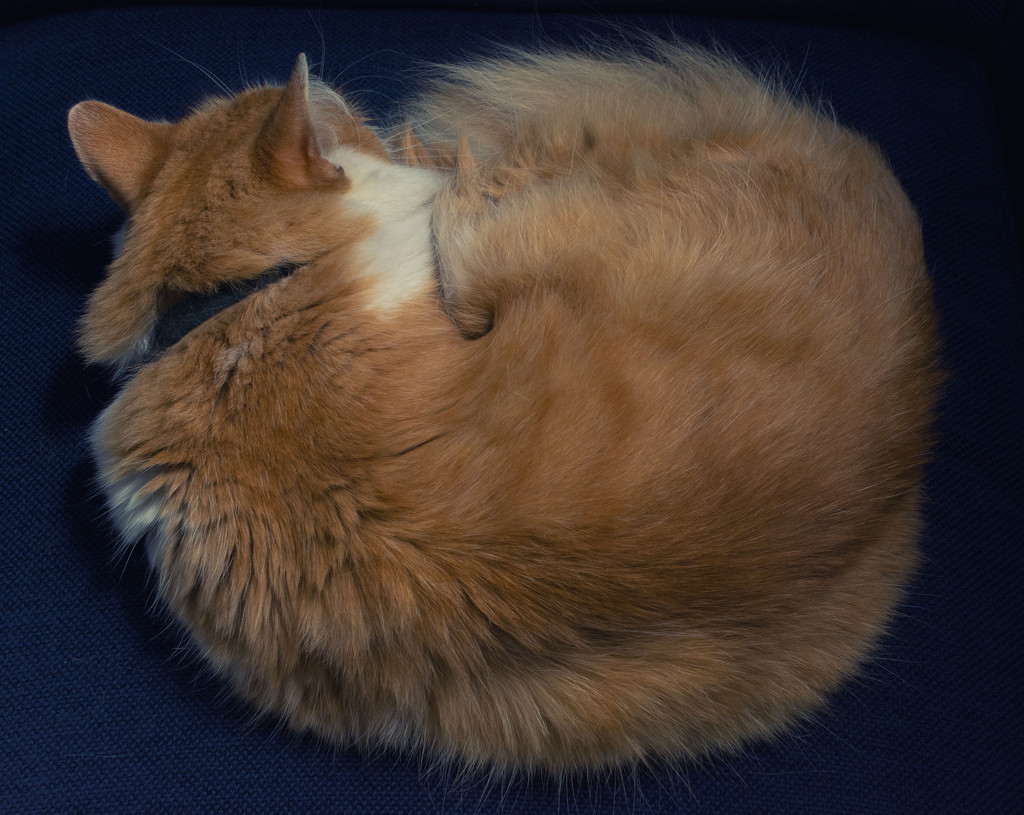 Complimentary cat by rumpelstiltskin